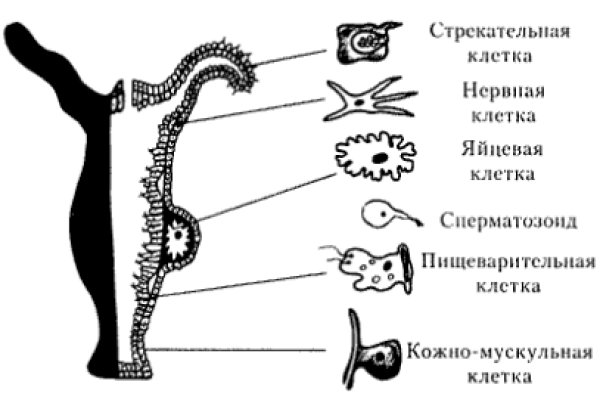 Кракен это площадка