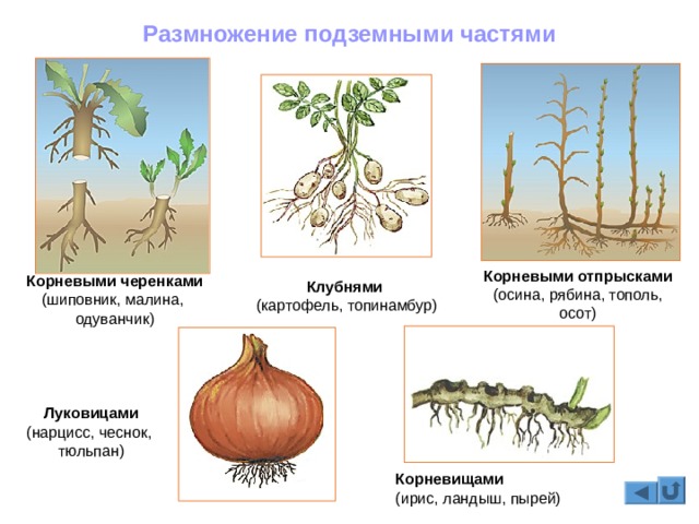 Kraken вход kraken torion