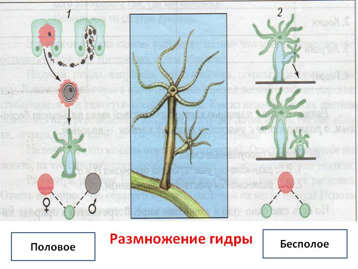 Рабочая ссылка кракен в тор